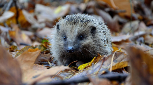 Campaigning to bring wildlife to local primary schools